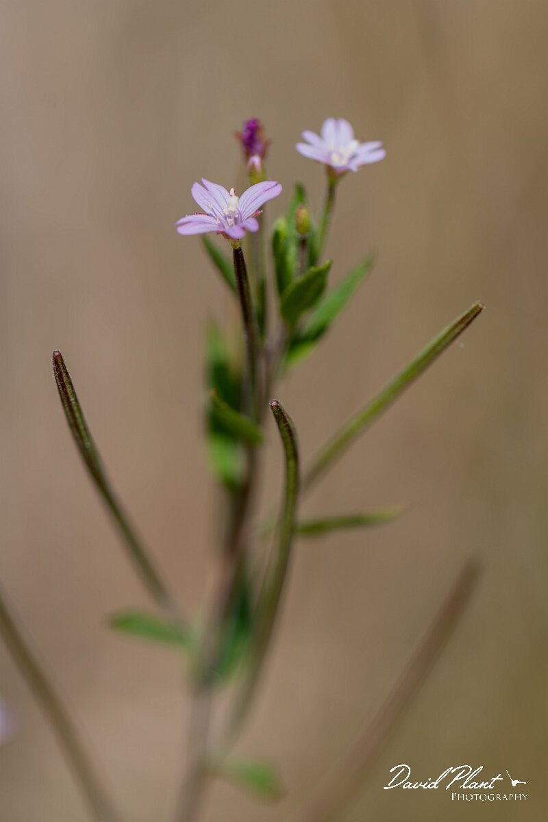 David Plant Photography - Wildlife Photography - American willowherb - C.jpg - American willowherb, Epilobium ciliatum - Gloucestershire