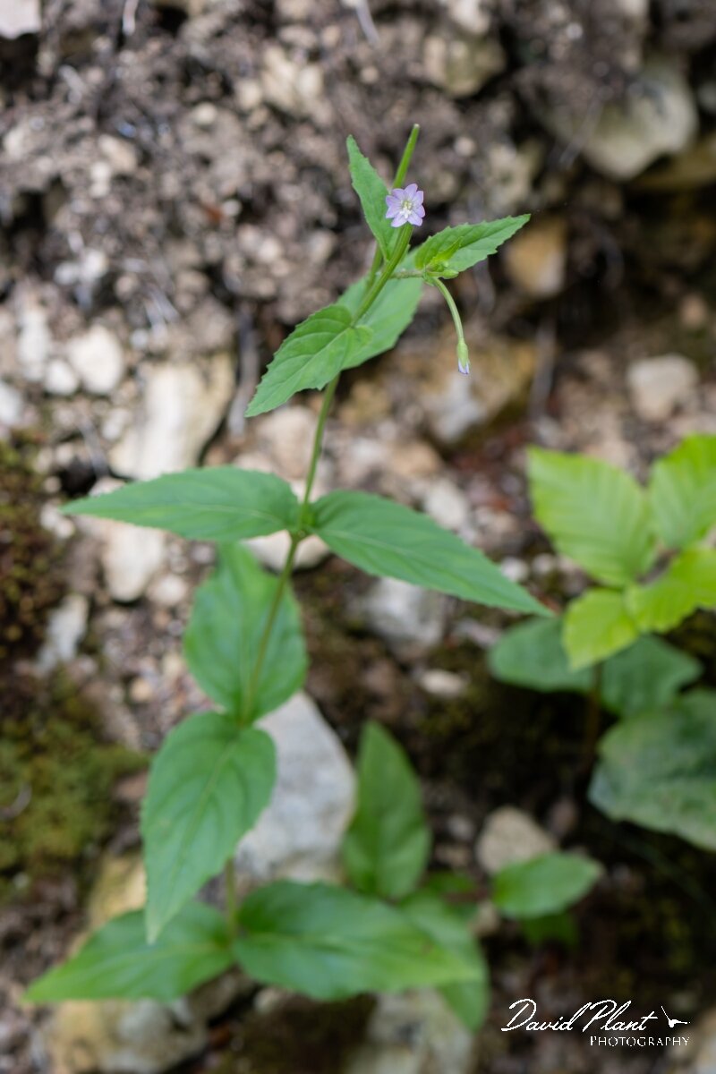 David Plant Photography - Wildlife Photography - Broad-leaved willowherb - B.jpg - Broad-leaved willowherb, Epilobium montanum - Gloucestershire