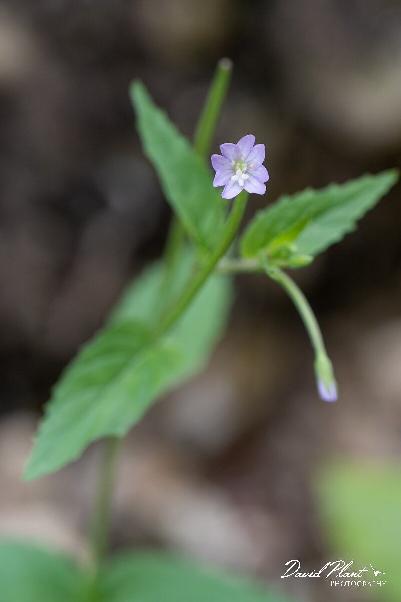 David Plant Photography - Wildlife Photography - Broad-leaved willowherb - C.jpg - Broad-leaved willowherb, Epilobium montanum - Gloucestershire
