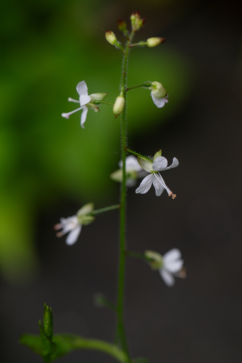 David Plant Photography - Wildlife Photography - Enchanter's nightshade - A.jpg - Enchanter's nightshade - Argyll and Bute