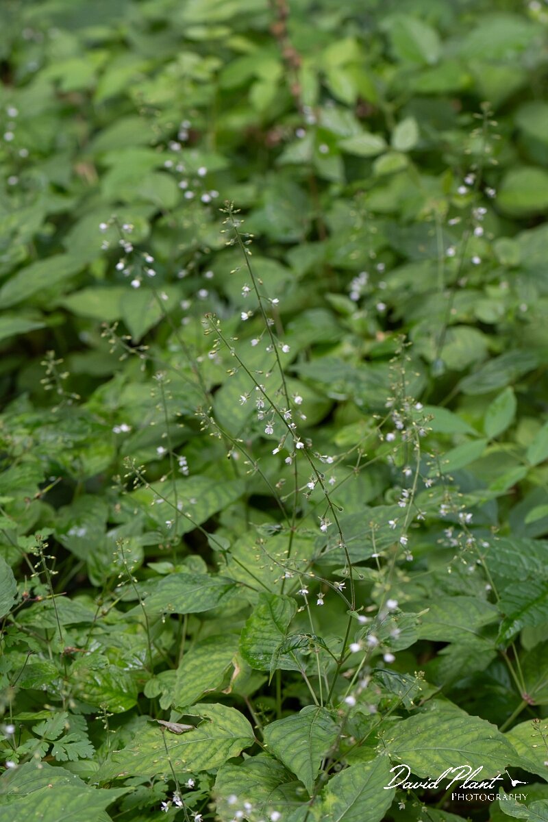 David Plant Photography - Wildlife Photography - Enchanter's nightshade - D.jpg - Enchanter's-nightshade, Circaea lutetiana - Gloucestershire