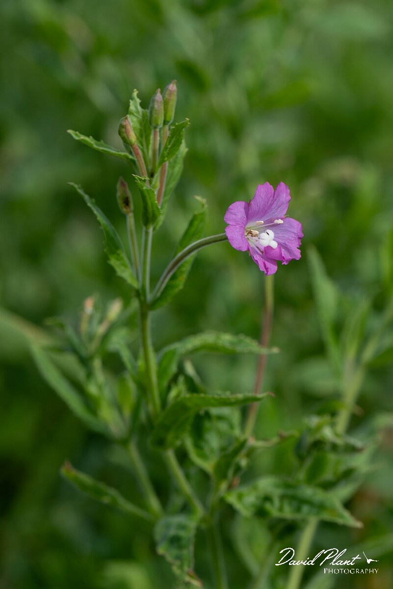 David Plant Photography - Wildlife Photography - Great willowherb - G.jpg - Great willowherb, Epilobium hirsutum - North Somerset