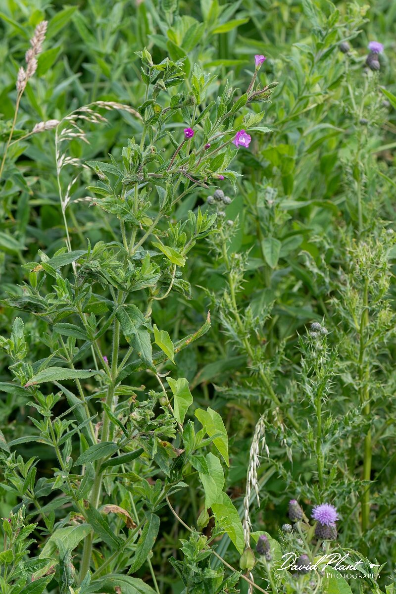 David Plant Photography - Wildlife Photography - Great willowherb - H.jpg - Great willowherb, Epilobium hirsutum - North Somerset