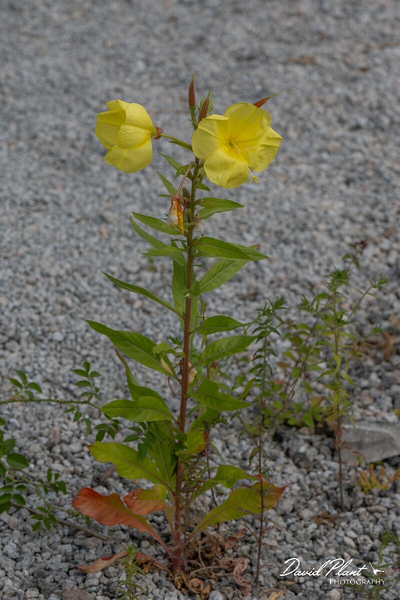 David Plant Photography - Wildlife Photography - Large-flowered evening-primrose - E.jpg - Large-flowered eveing-primrose, Oenothera glazioviana - North Somerset