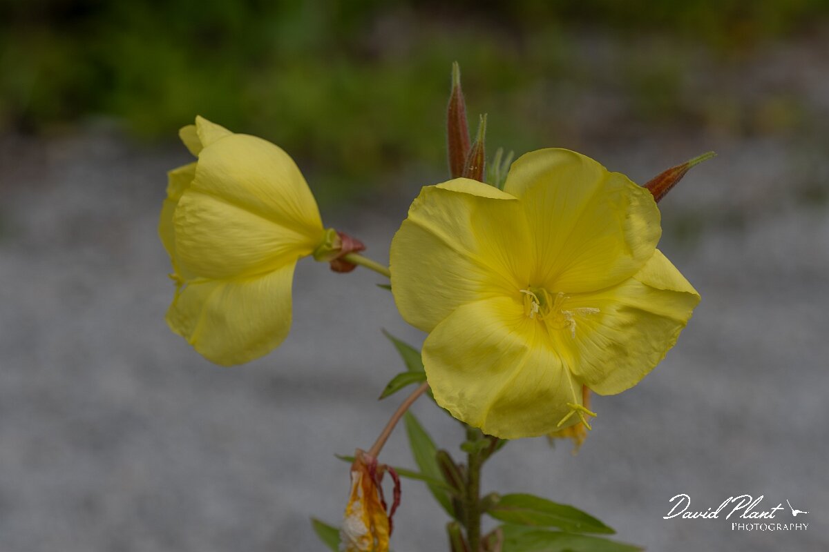 David Plant Photography - Wildlife Photography - Large-flowered evening-primrose - F.jpg - Large-flowered eveing-primrose, Oenothera glazioviana - North Somerset