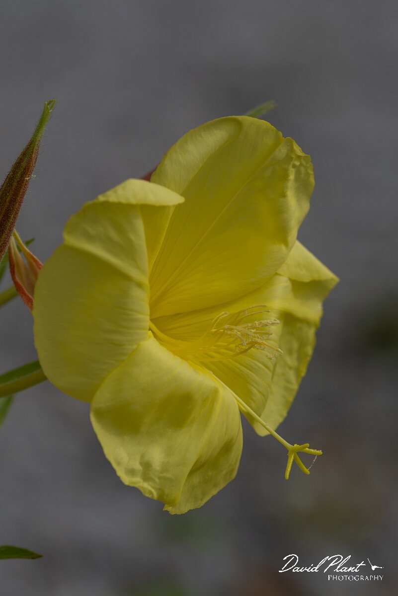 David Plant Photography - Wildlife Photography - Large-flowered evening-primrose - G.jpg - Large-flowered eveing-primrose, Oenothera glazioviana - North Somerset