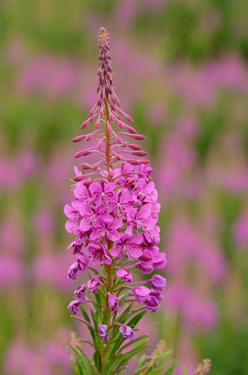David Plant Photography - Wildlife Photography - Rosebay willowherb - A.jpg - Rosebay willowherb - Cambridgeshire
