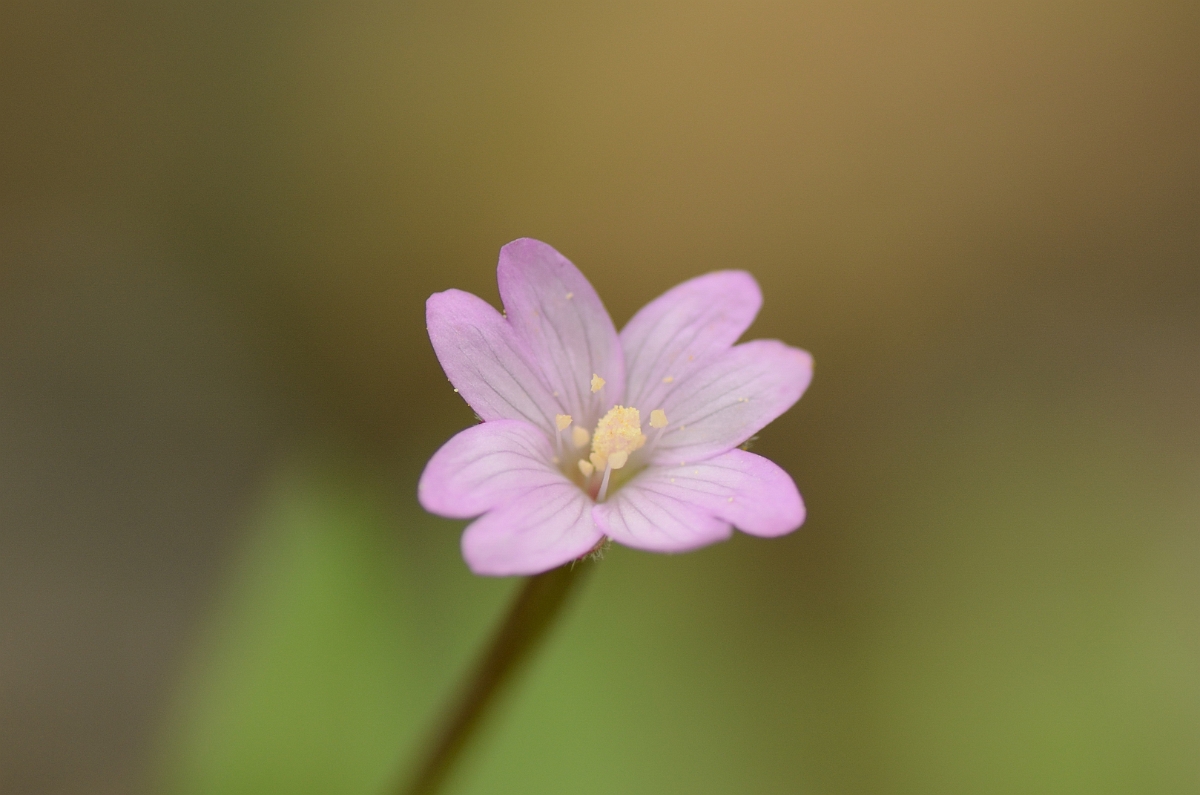 David Plant Photography - Wildlife Photography - Short-fruited willowherb - C.jpg - Short-fruited willowherb flower - Cambridgeshire