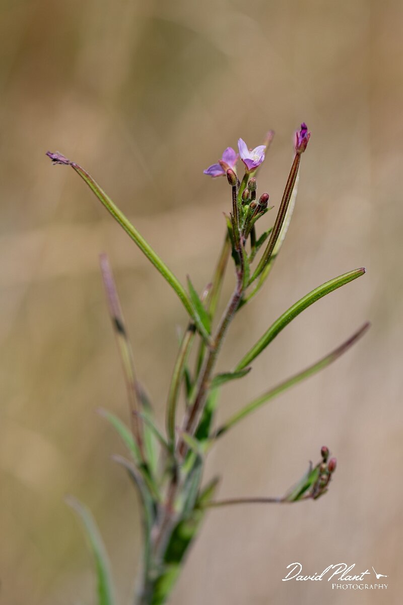 David Plant Photography - Wildlife Photography - Square-stalked willowherb - A.jpg - Square-stalked willowherb, Epilobium tetragonum - Gloucestershire