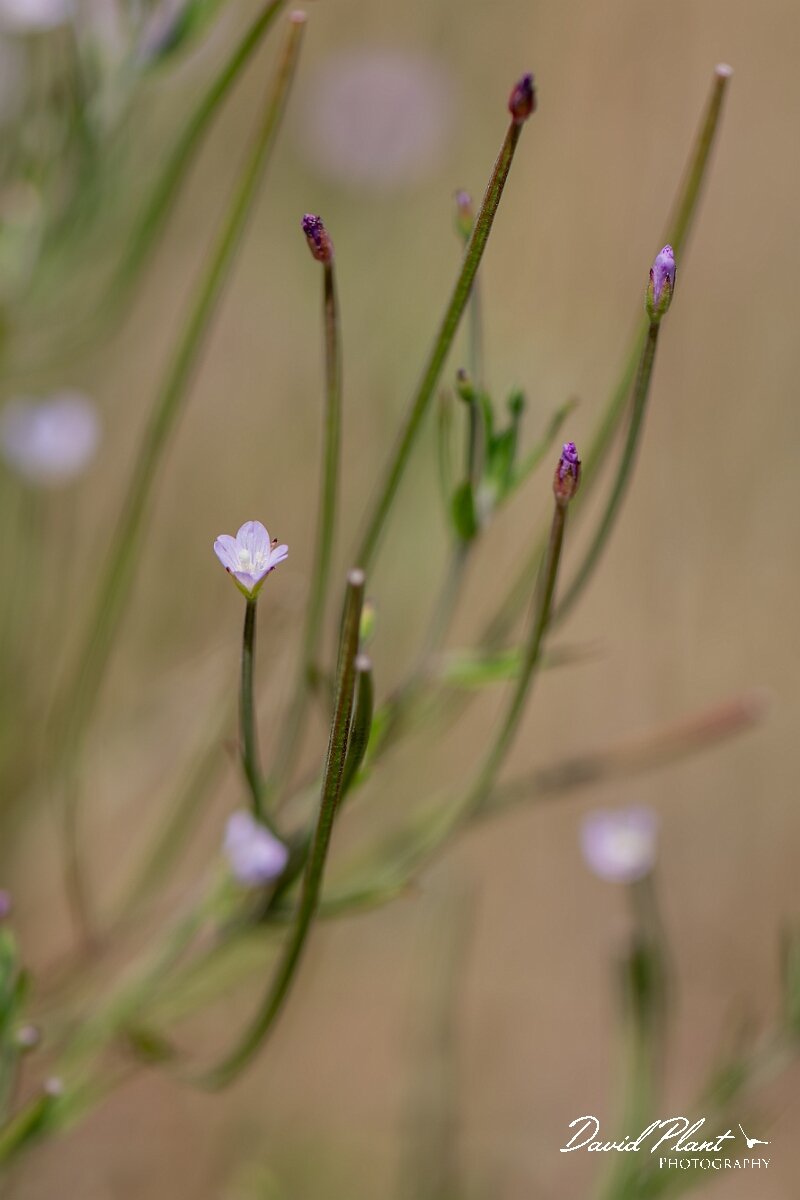 David Plant Photography - Wildlife Photography - Square-stalked willowherb - B.jpg - Square-stalked willowherb, Epilobium tetragonum - Gloucestershire