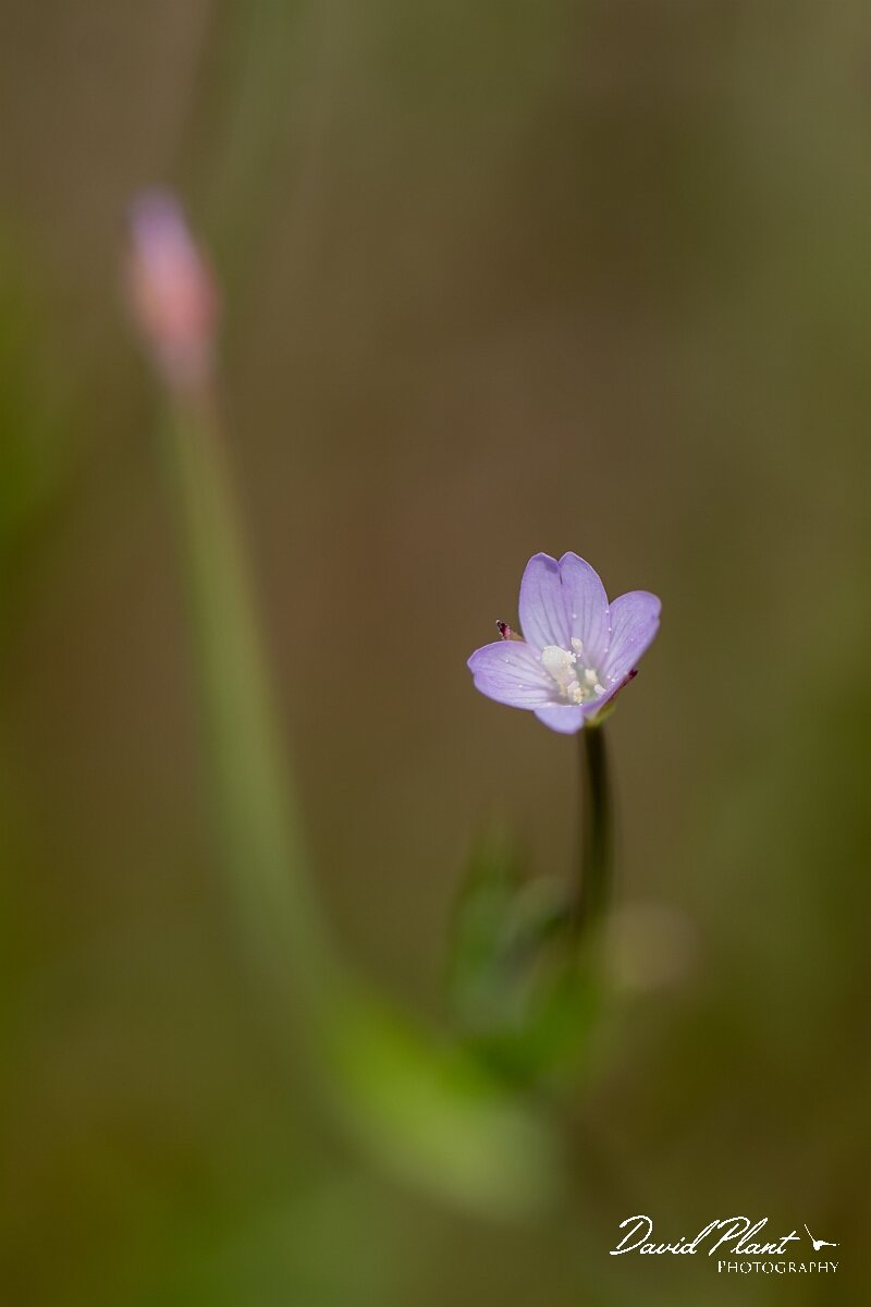 David Plant Photography - Wildlife Photography - Square-stalked willowherb - C.jpg - Square-stalked willowherb, Epilobium tetragonum - Gloucestershire