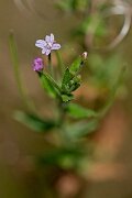 David Plant Photography - Wildlife Photography - American willowherb - A