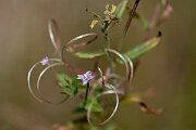 David Plant Photography - Wildlife Photography - American willowherb - B