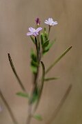 David Plant Photography - Wildlife Photography - American willowherb - C