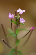 David Plant Photography - Wildlife Photography - Broad-leaved willowherb - A
