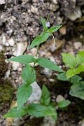 David Plant Photography - Wildlife Photography - Broad-leaved willowherb - B
