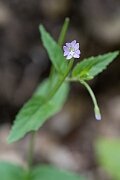 David Plant Photography - Wildlife Photography - Broad-leaved willowherb - C