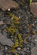 David Plant Photography - Wildlife Photography - Chickweed willowherb - A