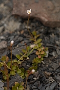David Plant Photography - Wildlife Photography - Chickweed willowherb - B