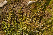 David Plant Photography - Wildlife Photography - Chickweed willowherb - C