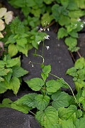 David Plant Photography - Wildlife Photography - Enchanter's nightshade - B