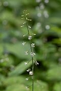 David Plant Photography - Wildlife Photography - Enchanter's nightshade - C