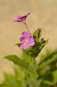 David Plant Photography - Wildlife Photography - Great willowherb - A