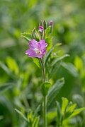 David Plant Photography - Wildlife Photography - Great willowherb - F