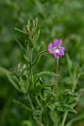 David Plant Photography - Wildlife Photography - Great willowherb - G