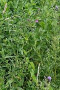 David Plant Photography - Wildlife Photography - Great willowherb - H