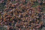 David Plant Photography - Wildlife Photography - Hampshire-purslane - B