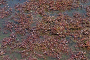 David Plant Photography - Wildlife Photography - Hampshire-purslane - E