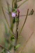 David Plant Photography - Wildlife Photography - Hoary willowherb - A