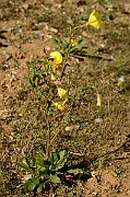 David Plant Photography - Wildlife Photography - Large-flowered evening-primrose - A
