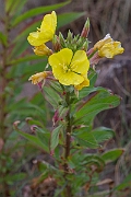 David Plant Photography - Wildlife Photography - Large-flowered evening-primrose - C