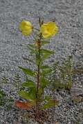 David Plant Photography - Wildlife Photography - Large-flowered evening-primrose - E