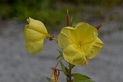 David Plant Photography - Wildlife Photography - Large-flowered evening-primrose - F