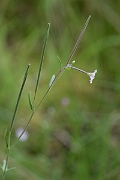 David Plant Photography - Wildlife Photography - Marsh willowherb - F