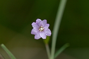 David Plant Photography - Wildlife Photography - Marsh willowherb - G