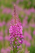 David Plant Photography - Wildlife Photography - Rosebay willowherb - A