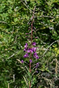 David Plant Photography - Wildlife Photography - Rosebay willowherb - B