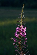 David Plant Photography - Wildlife Photography - Rosebay willowherb - C