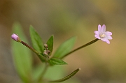 David Plant Photography - Wildlife Photography - Short-fruited willowherb - A