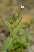 David Plant Photography - Wildlife Photography - Short-fruited willowherb - B