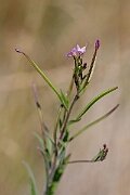 David Plant Photography - Wildlife Photography - Square-stalked willowherb - A