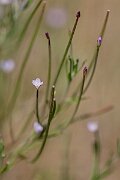 David Plant Photography - Wildlife Photography - Square-stalked willowherb - B