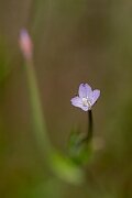 David Plant Photography - Wildlife Photography - Square-stalked willowherb - C