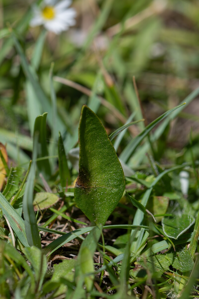 David Plant Photography - Wildlife Photography - Small adder's-tongue fern - C.jpg - Small adderstongue - Hampshire