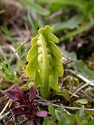 David Plant Photography - Wildlife Photographer - Moonwort - A