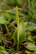 David Plant Photography - Wildlife Photography - Adder's-tongue fern - B
